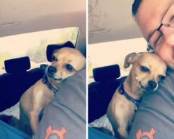 Little Pooch Isn’t Afraid To Let Wife Know That Husband Belongs To Her