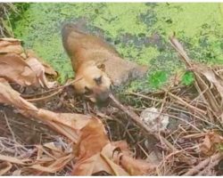 Lonesome Stray Hit Hard Was Knocked Into Canal & He Couldn’t Climb Out