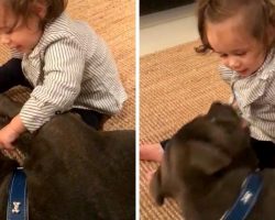 Baby Shoves Her Finger In Pit Bull’s Mouth & Dog ‘Launches’ Himself At Her Face