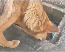 Mother Dog Lost All Her Pups But 1 & He Fell Into A Deep Drain, They Both Wept