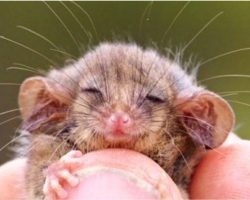 Tiniest Creature Thought Lost Forever Just Re-Emerged After Yr Long Bushfires