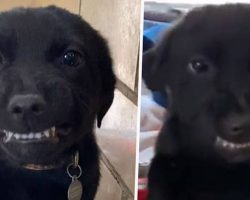 Smiling Puppy Shows Teeth To Everyone At Louisiana Dog Shelter Hoping To Find Forever Home