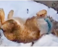 Wounded Dog Was Taken To Snowy Mountains & Left There Because Owner Didn’t Care