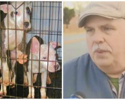8-Dogs & Pups Confiscated After Being Locked Outside In Bitter Cold