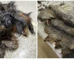 Mystery Animal Dropped At Humane Society, Workers Clueless As To What ‘It’ Is