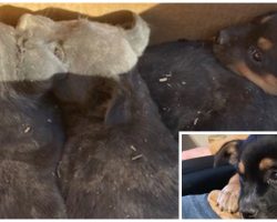 Rancher Says If Cops Don’t Come Get Box Of Abandoned Pups He’s Not Keeping Them