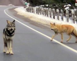He Stood In The Middle Of The Road But A Wolf Walked Up Right Behind Him