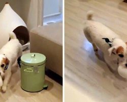 Dog Fetches His Bowl Every Night For Dinner, Then Puts Bowl Back After Dinner