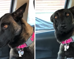 Dog Just Found Out She’s Going To Be A Sister, Isn’t So Sure About Having A Puppy Around