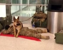 Loyal Battle Buddy Takes It Upon Himself To Guard Exhausted Soldier At Airport