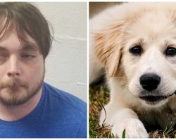 He Punched & Kicked His Girlfriend’s 5-Month-Old Pup For Urinating In His Crate