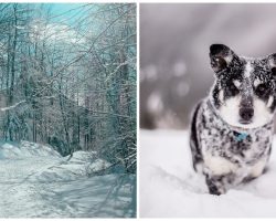 Lying Man Tells Cops “Stray” Dog Is Barking Constantly Outside In Snowstorm
