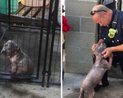 Depressed Pitbull Puppy At Shelter Finds Happiness After Being Adopted By The Firefighter Who Saved Her