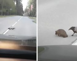 Traffic Slows To Allow A Kind Crow Help A Lost Hedgehog Cross The Street