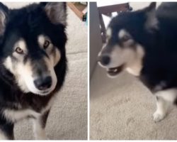 Chatty Dog Has Complete Conversation With Mom Every Morning During Breakfast