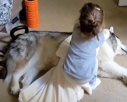 Little Girl Senses Her Dog Must Be Cold, Brings Over A Blanket To Cover Him Up