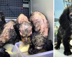 4 Puppies Were Found Rotting Away, But One Turned Out Different From The Others