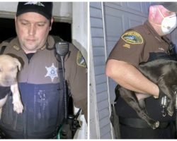 Man Keeps Breeding & Abusing Dogs In Suspected Dogfighting Ring For Years