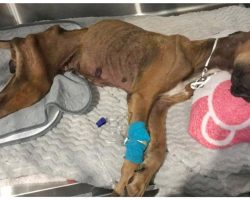 Family Dumps Nearly Lifeless Body Of Emaciated Great Dane & Runs Away