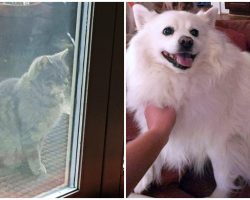 Neighborhood Cat Still Waits At Door Every Day To Play With Dog Who Passed Away