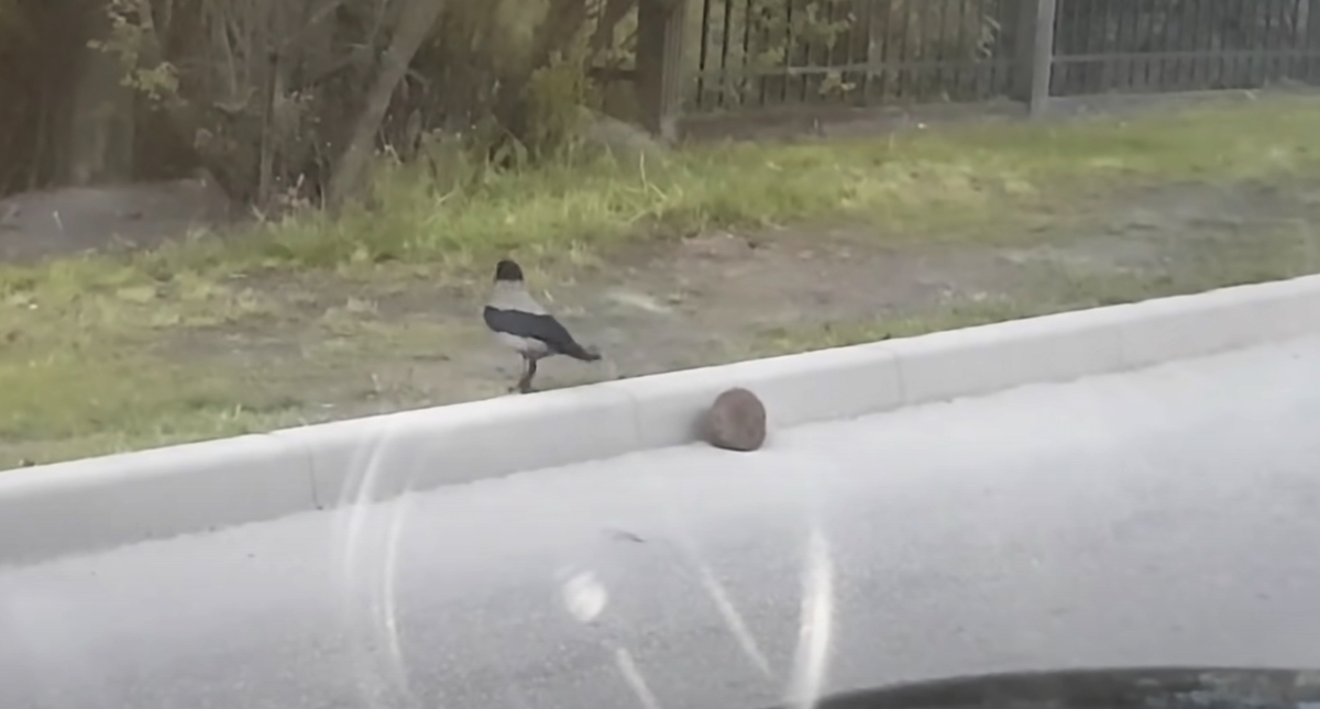 Сорок поможет. Ворона переводит ежа через дорогу видео. Ворона над автобусом.