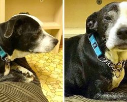 Grandfather Thinks Their Senior Dog Is “Boring” And Brings Her To Be Euthanized
