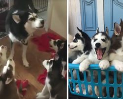 Mama Husky Teaches Her Puppies To Howl With Adorable Coaching Session