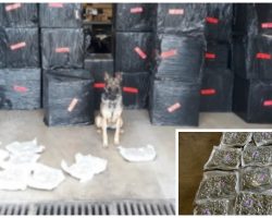 Very Good Boy K9 Cop Sniffs Out Multi-Million Dollar Van Filled With Drugs