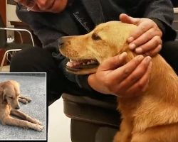 Loyal Dog Walks 62 Miles For Two Weeks To Find Her Owners