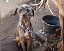 Woman Charmed Her Way Into His Yard To Take Puppies But Mama Needed Her Too