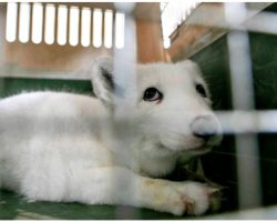 Scared Baby Fox On Illegal Fur Farm Looked Up At Man & Pleaded To Be Freed