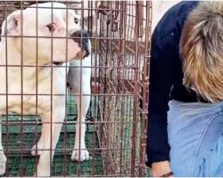 Uneasy Woman Knelt Down Near Growling Pit Bull, Readied Herself To Open Door