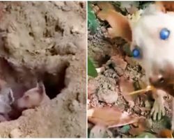 Cloudy-Eyed Dog Battled To See Unfair World, Dug A Dirt Hole & Resigned To Die