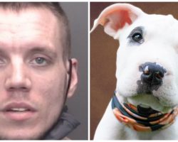 Tiny Pit Bull Is Kicked, Beaten, & Thrown Down Concrete Steps By Man’s Boyfriend