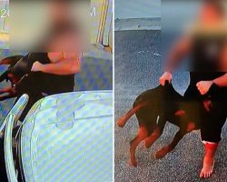 Man Grabs Helpless Rottweiler Puppy & Knees Her Repeatedly Until Her Ribs Break