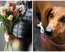 Dachshund’s Owner Thought It Was Okay For Dog To Eat Toxic Spring Flowers