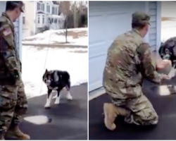 Wolf-Dog Barks At Stranger And Didn’t Recognize His Military Dad He’s Been Missing