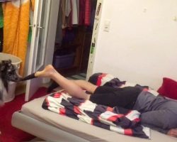Dog Sees His Owner Collapsing On Bed, Pulls Off His Socks And Helps Him Relax