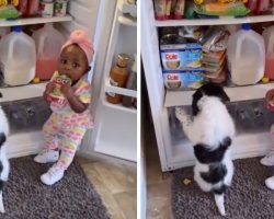 Dad Walks In On Partners-In-Crime Stealing Some Snacks From The Fridge