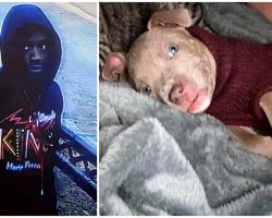 Man Steals Family’s Puppy Out Of Their Home After Breaking Window & Sneaking In