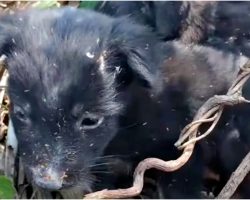 Rejected Pups Huddled Together As One Tried To Blink Away Fleas From His Eyes