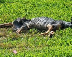 Family Couldn’t Afford To Feed Their Dog Anymore, So He Wasted Away To His Bones