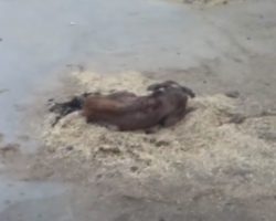 Street Dog Trying To Find Any Sort Of Comfort Takes To Hay Pile In The Road