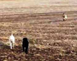 Worried Dad Sees His Missing Dog Running Toward Him, But The Dog Is Not Alone