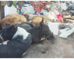 Duo Rounds Up Stray Dogs, Ties Mouths Shut & Tosses Them Into Garbage Truck