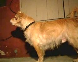 “Quiet” Rescue Dog Begins Barking At Wall One Day, Owner Grabs Him And Runs