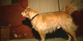 Quiet Rescue Dog Starts Barking At Wall One Day, Owner Then Grabbed Him And Runs