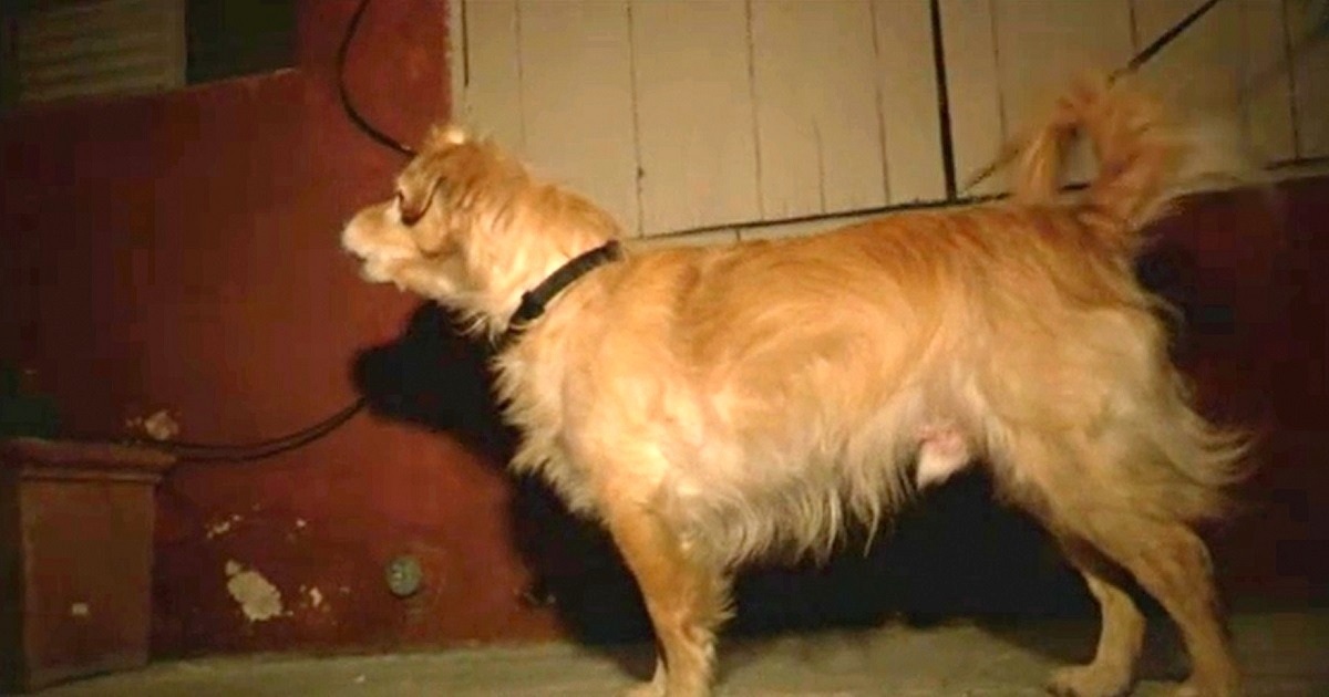 Quiet Rescue Dog Starts Barking At Wall One Day, Owner Then Grabbed Him And Runs