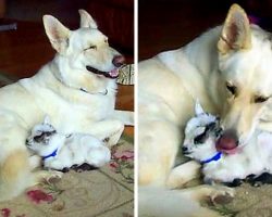 White German Shepherd Adopts Pygmy Baby Goat And Cuddles Her Like Her Own Puppy