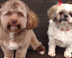 Meet Yogi, The Dog With The Uncanny ‘Human Face’